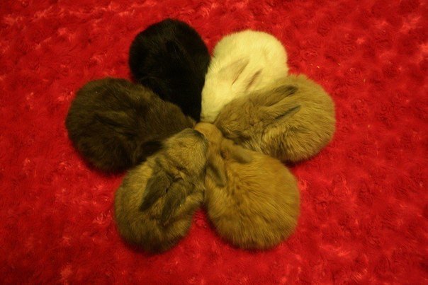 Милота 80 уровня  ;)