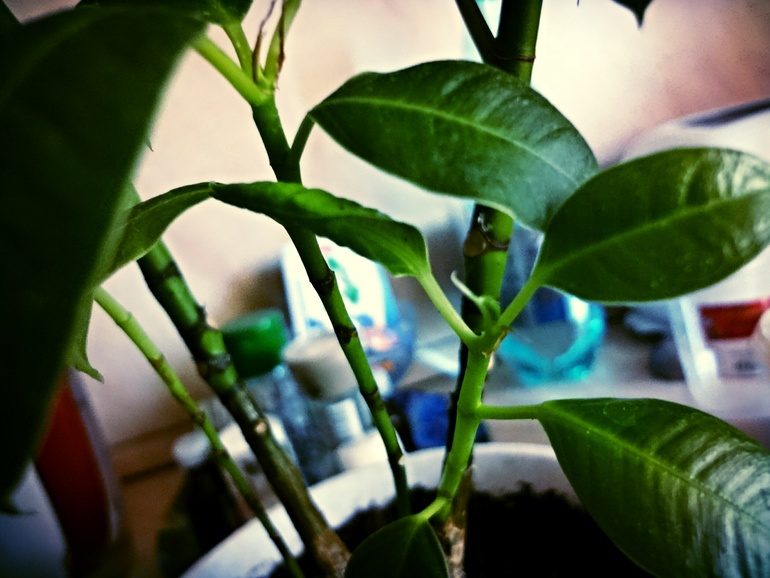 Новый листочек...