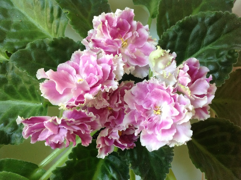 Mellow yellow спорт