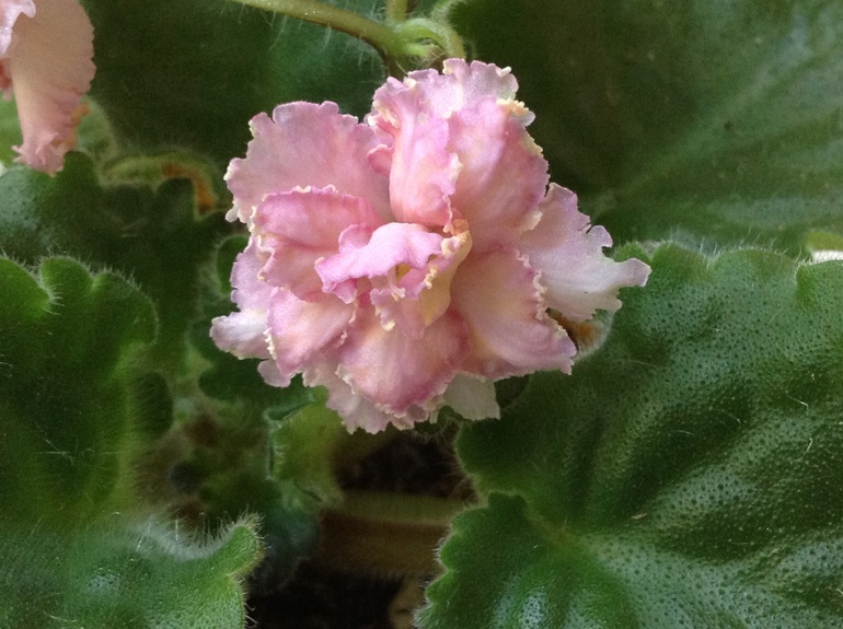 Mellow yellow спорт