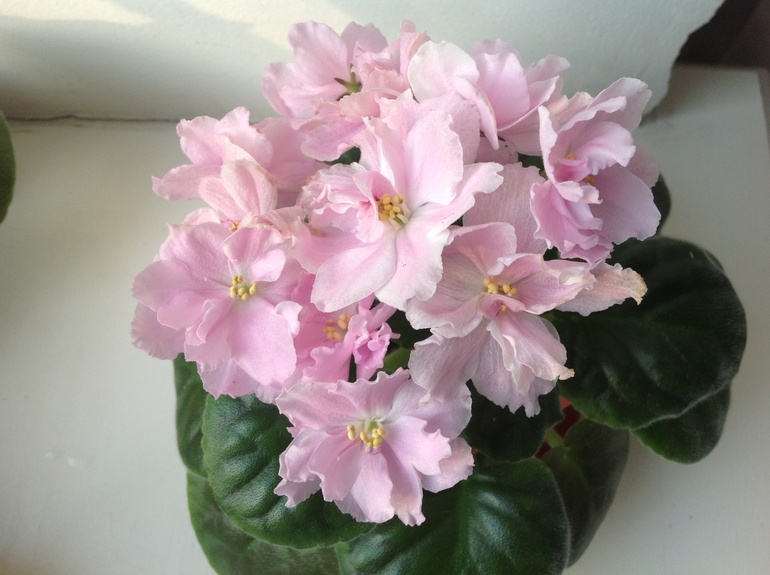 Розмари и другие)