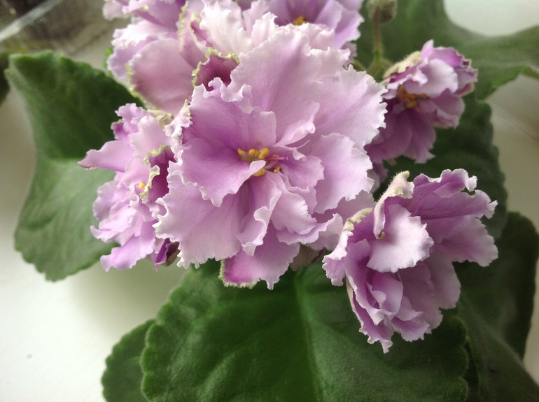 Розмари и другие)