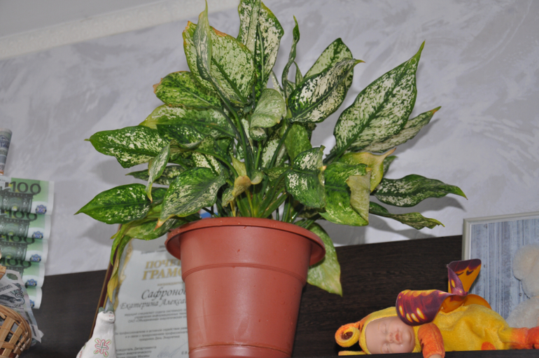 Мой сад-огород