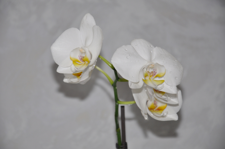 Мой сад-огород