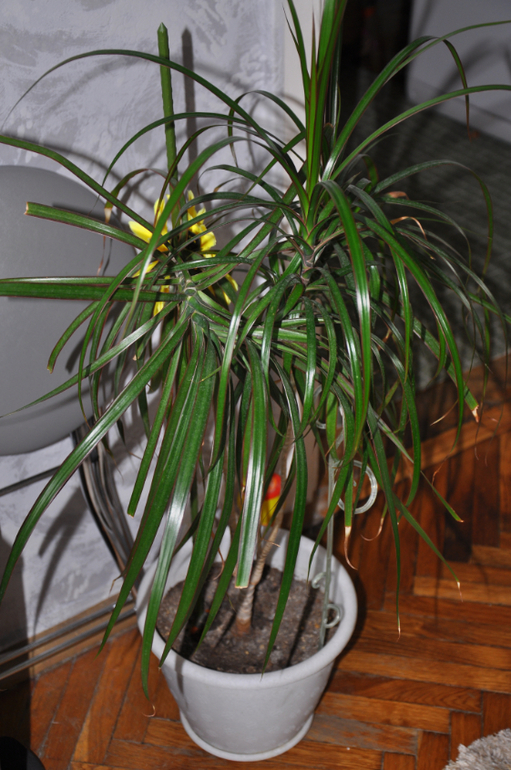 Мой сад-огород