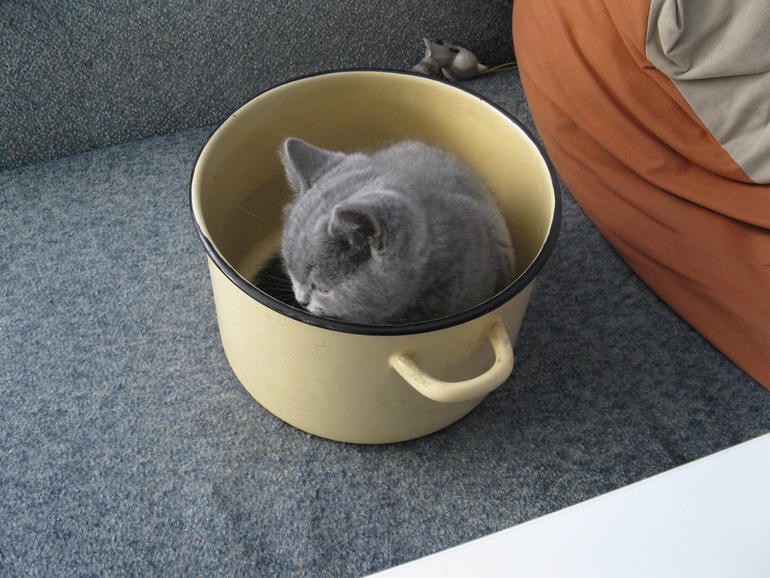 Суп с котом)))
