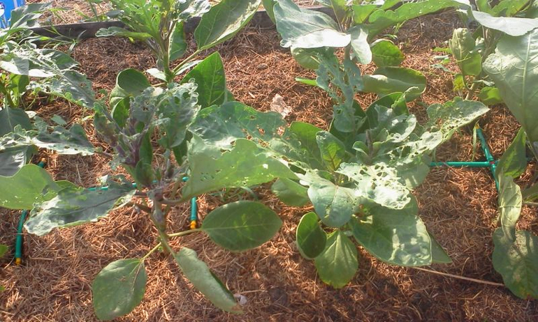 май 2014, мои овощи-цветочки