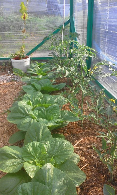 май 2014, мои овощи-цветочки