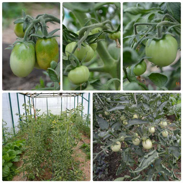 эстафета в доме, среда