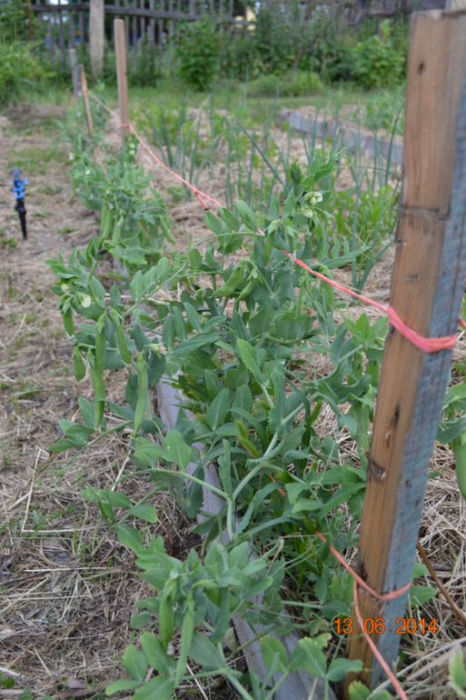 Хвалюшечки
