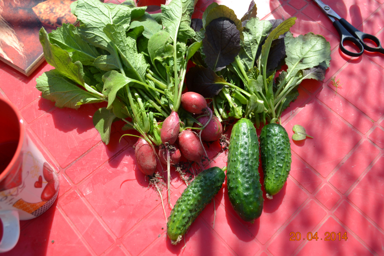 посадила первые помидорки