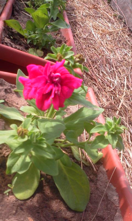 посадила первые помидорки