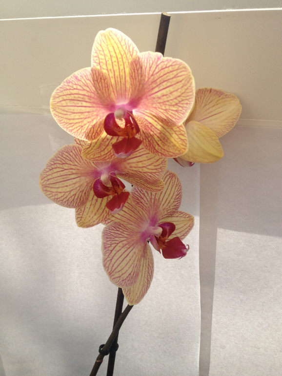 Мои красотки!