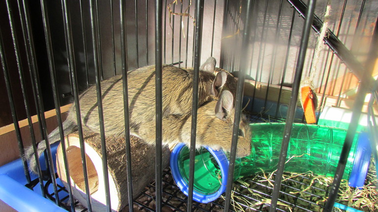 Белка ТИРЛЕ! Знакомьтесь!!!