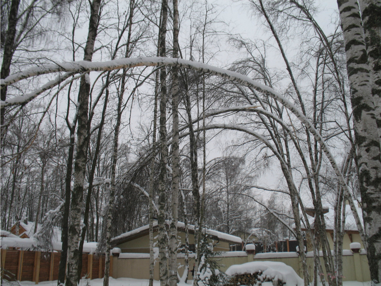 Зима: время для обрезки, кронирования и спила деревьев