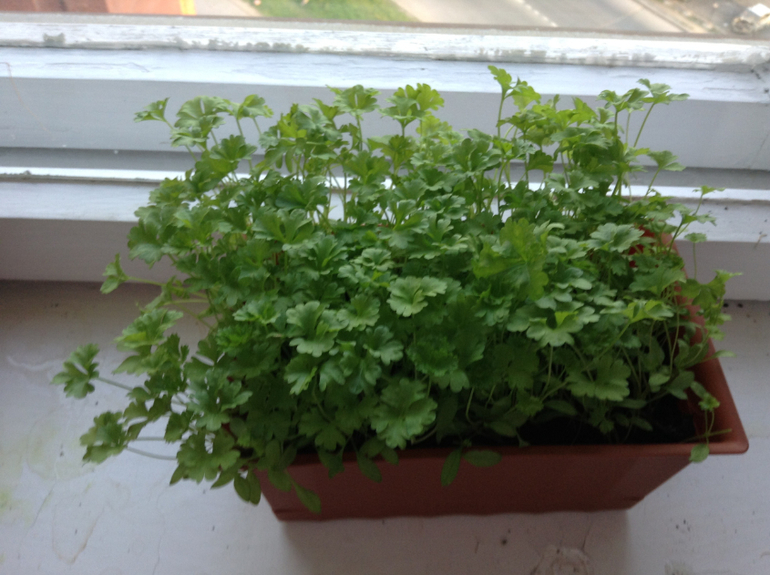 Мой огород подрос...