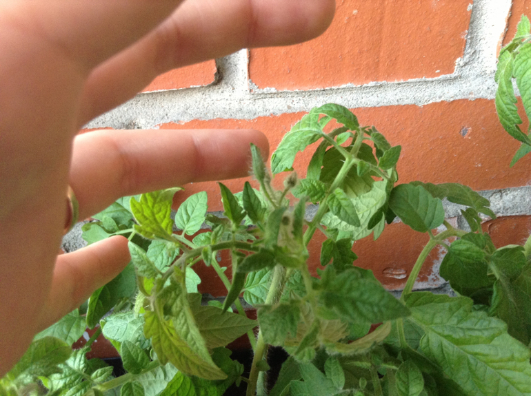 Мой огород подрос...