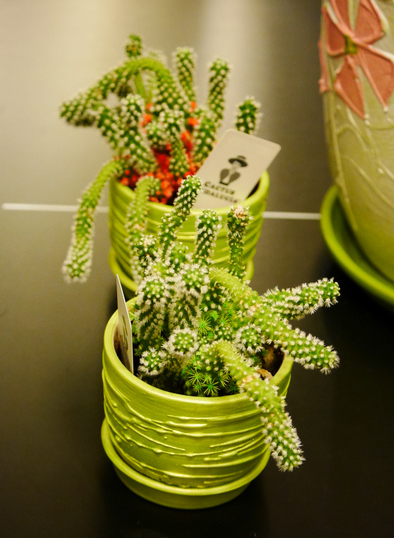 продаю комнатные цветы