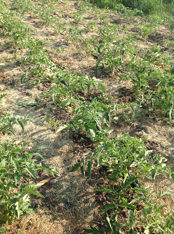 Помидоры  только начали цвести)