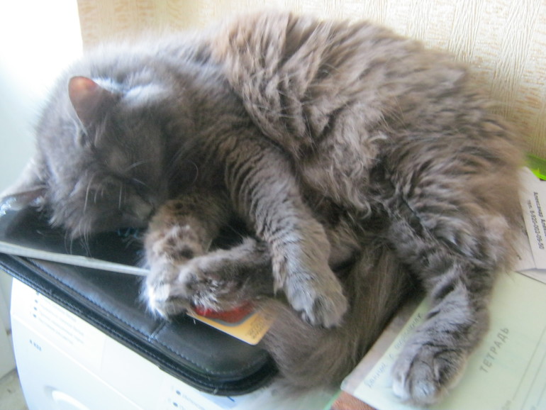 Моя старушка.