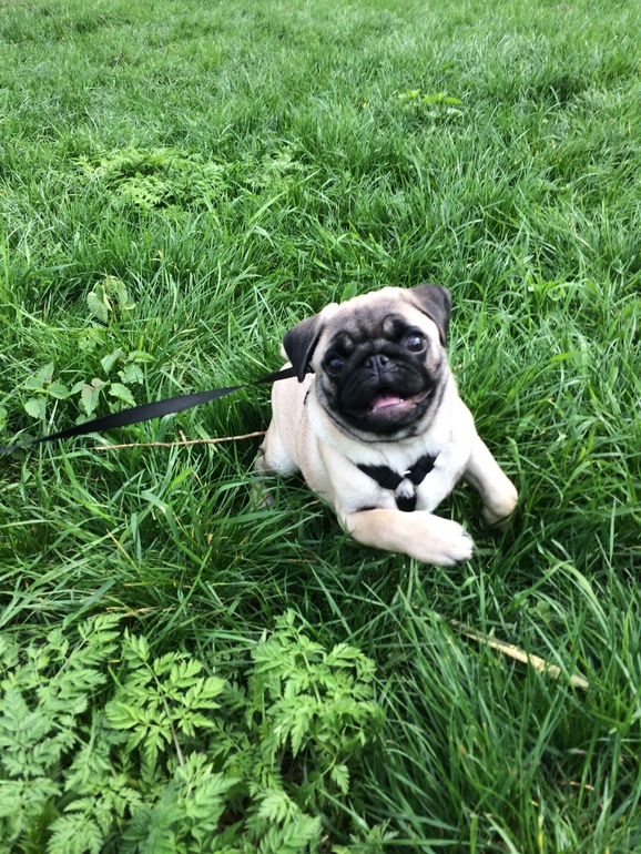 Мой маленький Мопсенок! Долго думали с мужем мопс или йорк и все же выбрали мопсика и не каплю не пожалели)))