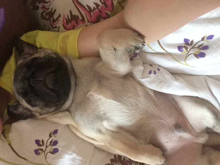 Муж подарил мне маленькое счастье на 8 марта)))