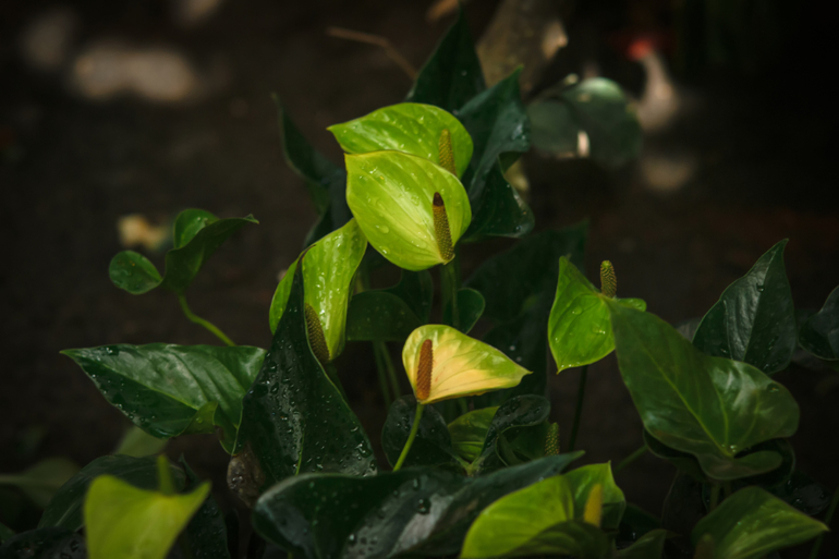 Орхидеи_часть 1