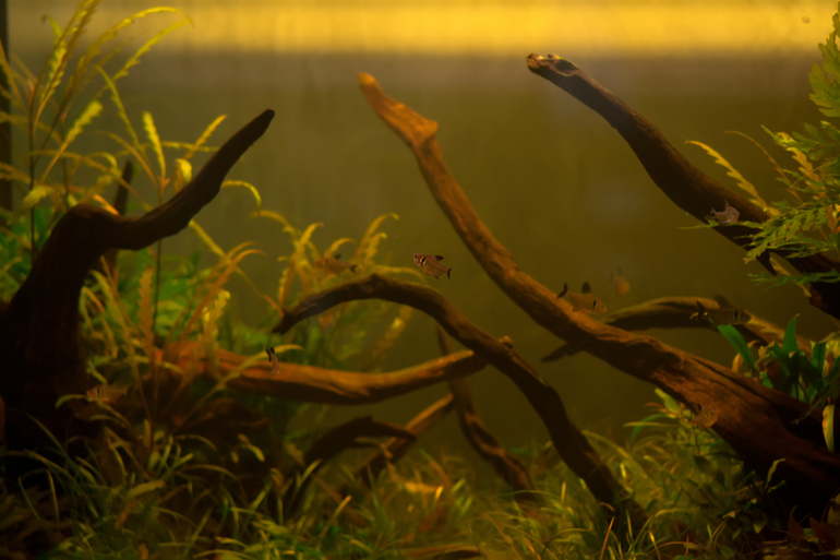 Апеткарский огород_2 ч.