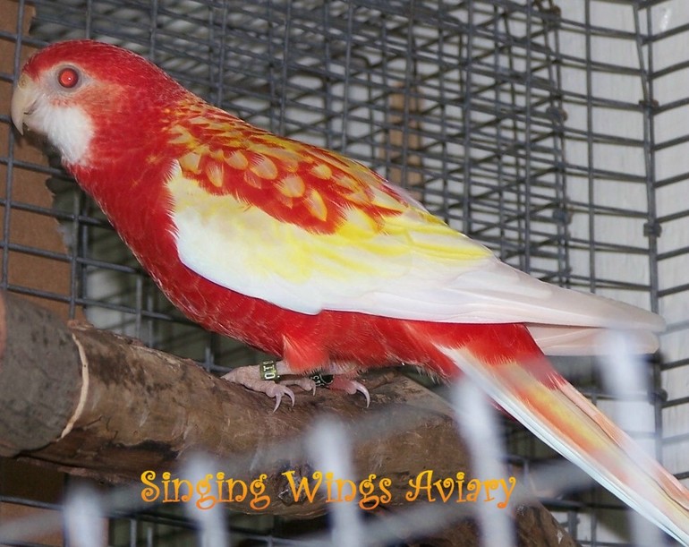 домашние,редкие окрасы попугаев (ожереловые,розелла,неразлучники есть пары