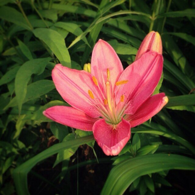 Лилии - хвастик