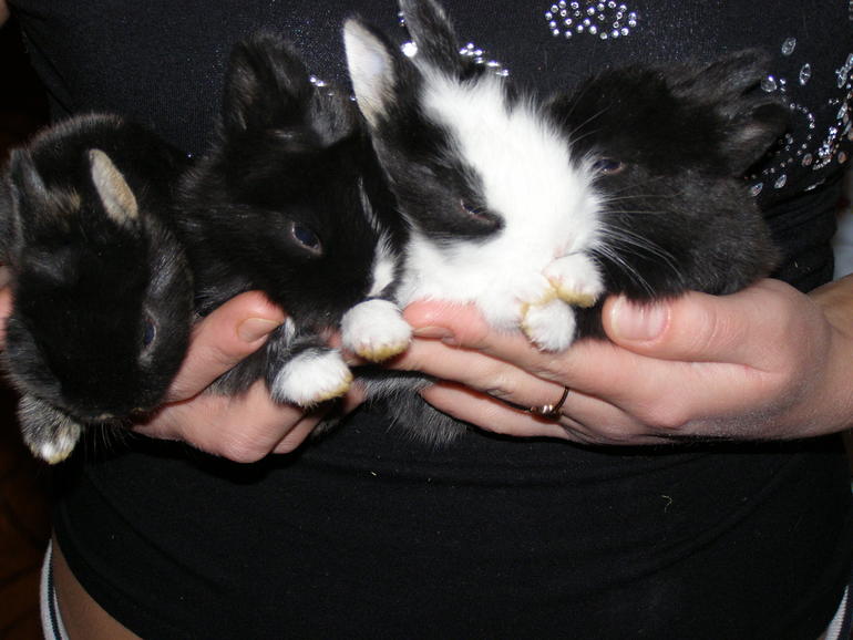 А вот таких лапочек видели???Нет не у кого???