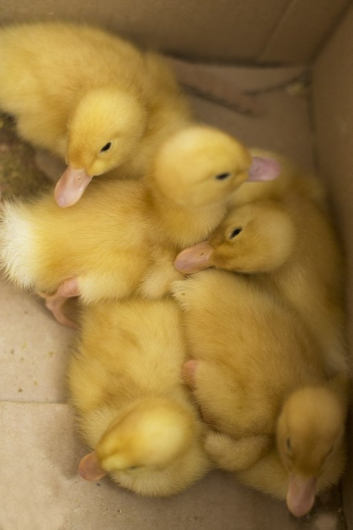 Фотосессия с утятами:)