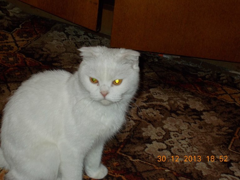 продаю шотландскую кошку г.Воронеж