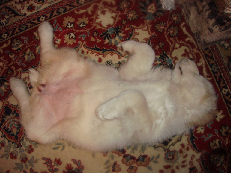 Эркана Шир Бузайна