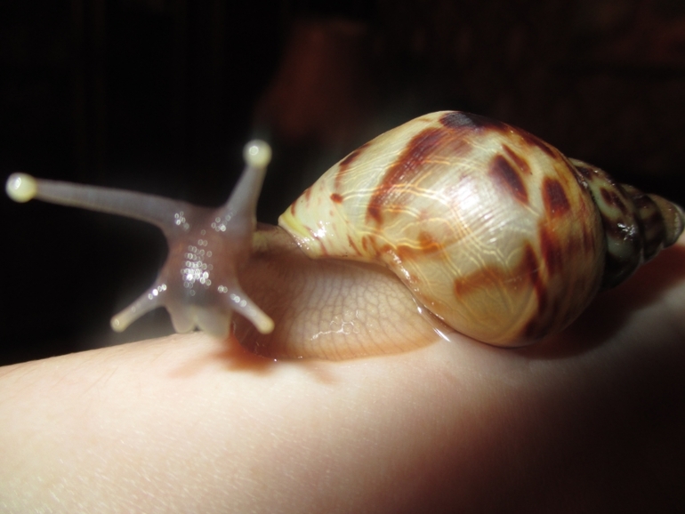 мои любимки))подросли уже)))