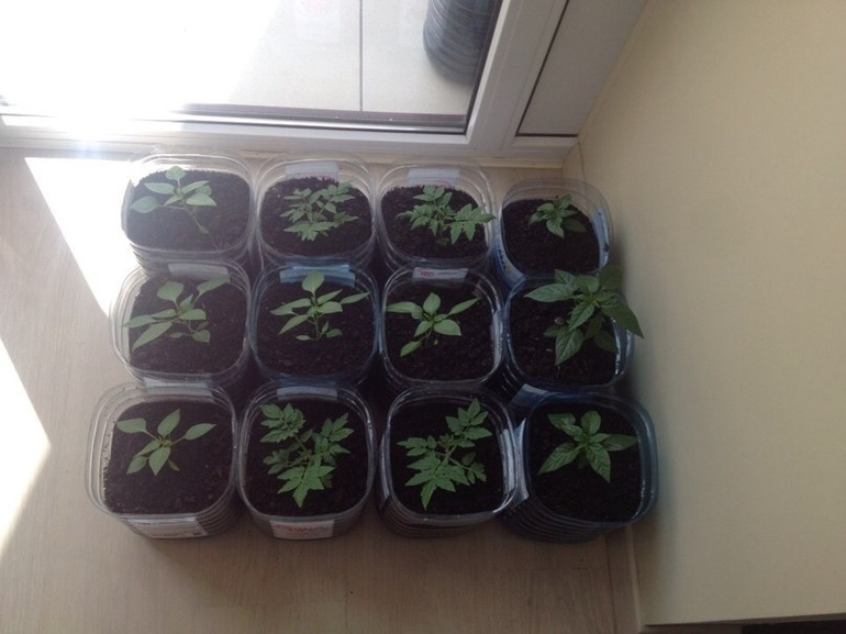 Мой любимый огородник:)))