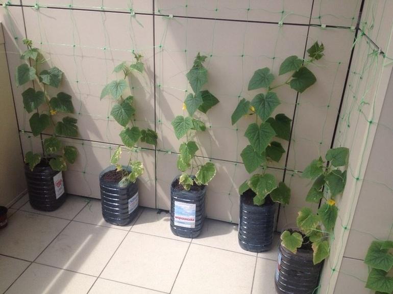 Мой любимый огородник:)))