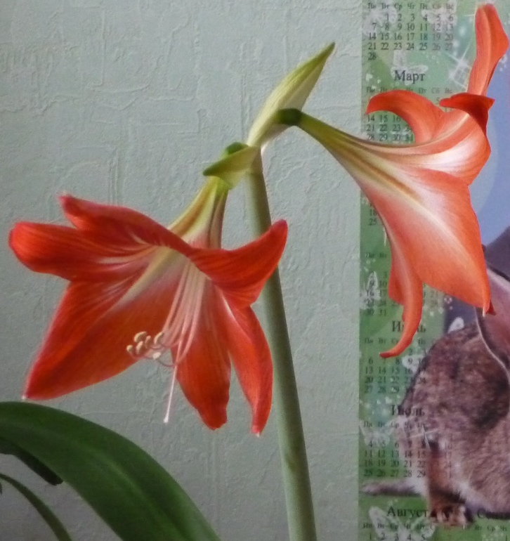 Фиалка и амариллис