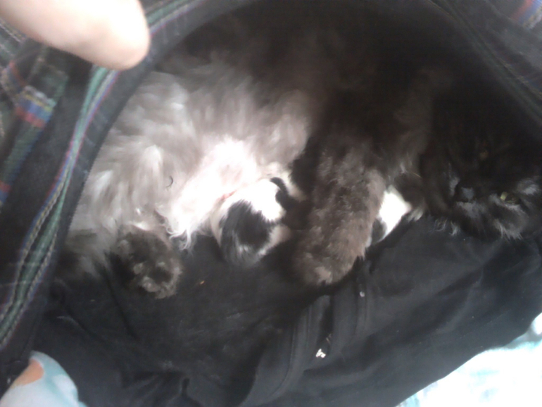 26 неделек и фото пузика))