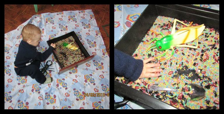 ТН Насекомые. День 1.