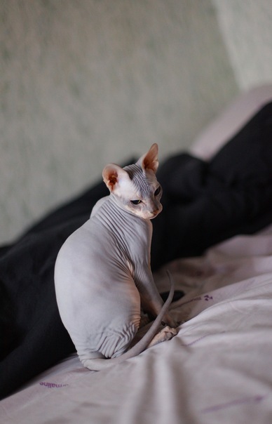 Донской сфинкс,Феня