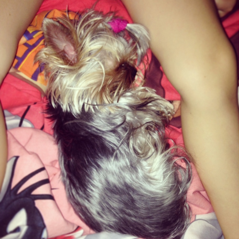 Про моих зверят)