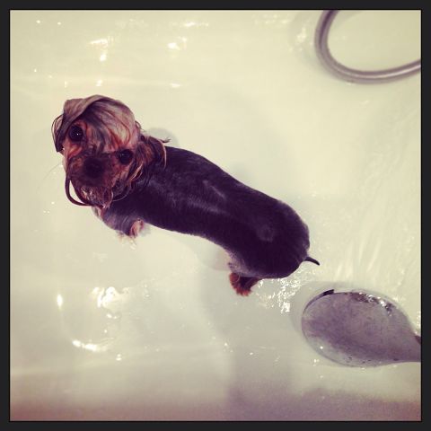 Про моих зверят)