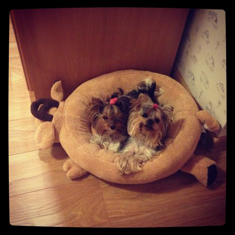 Про моих зверят)