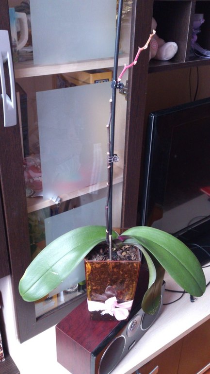 Орхидеи. Требуется помощь