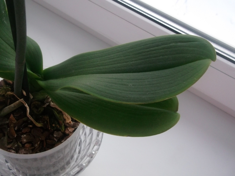 Опять я с вопросами по поводу орхидей