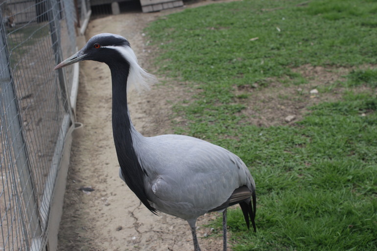 Поездка выходного дня!Парк птиц "Воробьи".