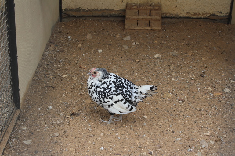 Поездка выходного дня!Парк птиц "Воробьи".