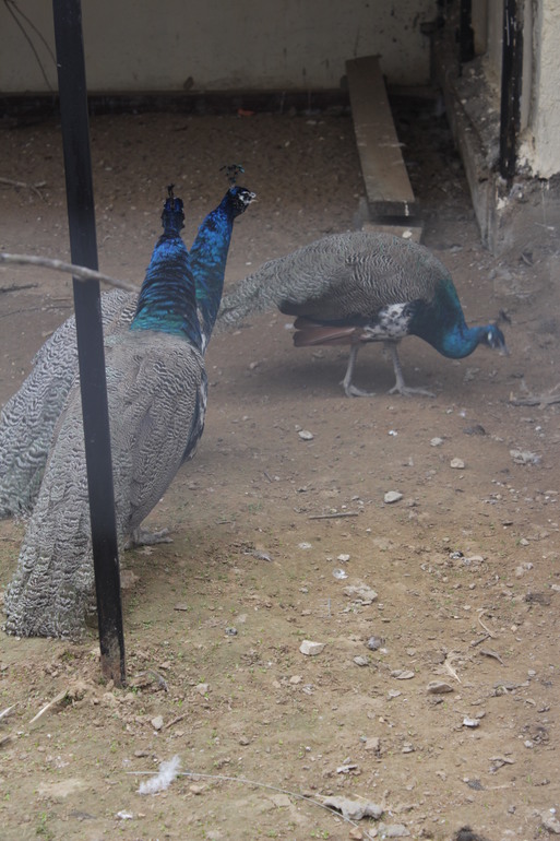 Поездка выходного дня!Парк птиц "Воробьи".
