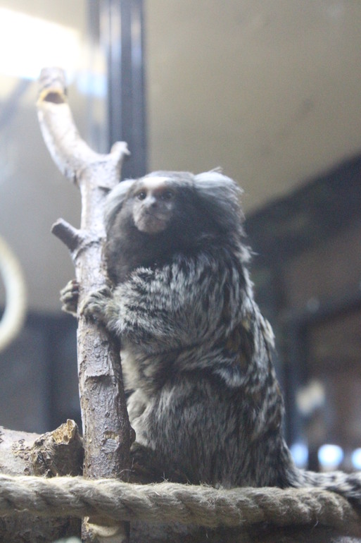 Поездка выходного дня!Парк птиц "Воробьи".